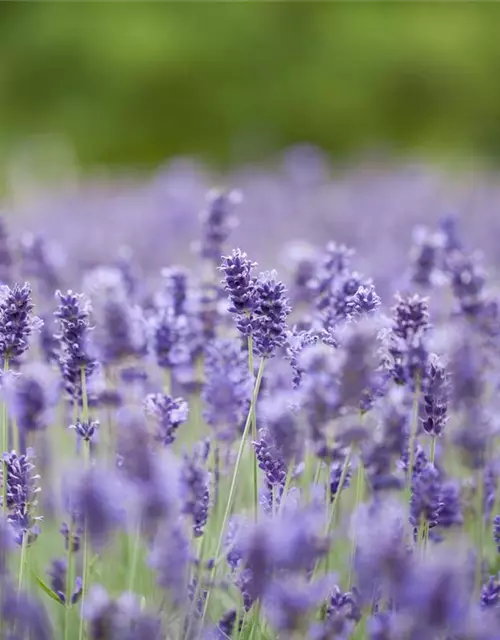 Lavandula angustifolia 'Hidcot.Blue', gen.