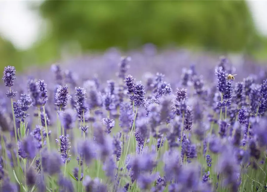 Lavandula angustifolia 'Hidcot.Blue', gen.