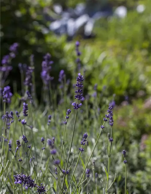 Lavandula angustifolia 'Hidcot.Blue', gen.