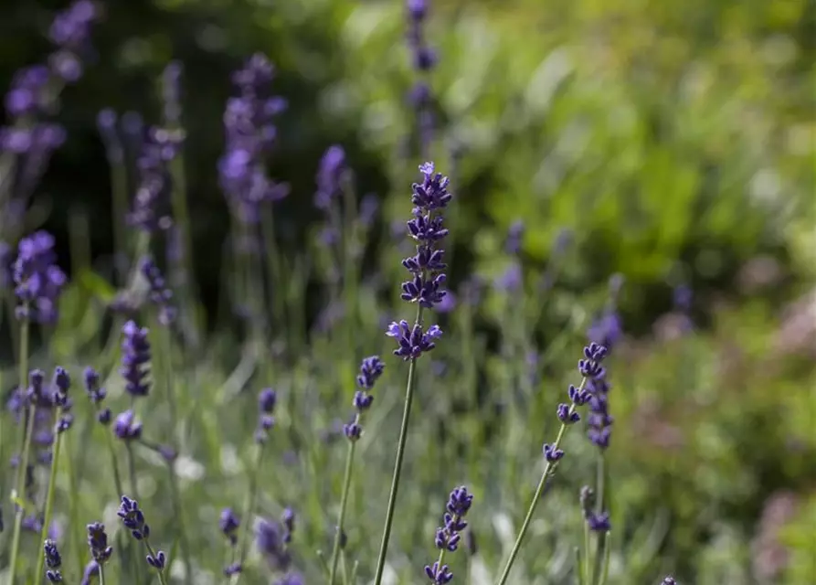 Lavandula angustifolia 'Hidcot.Blue', gen.