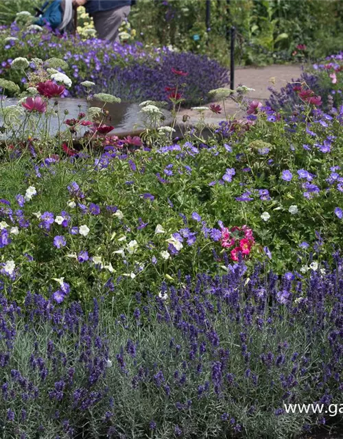 Lavandula angustifolia 'Hidcote Blue'