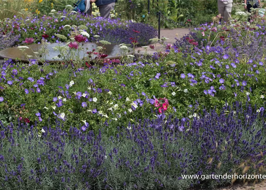 Lavandula angustifolia 'Hidcote Blue'