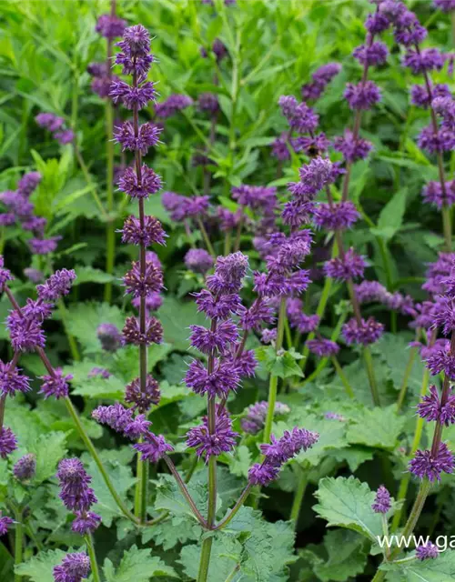 Quirlblütiger Garten-Salbei 'Purple Rain'