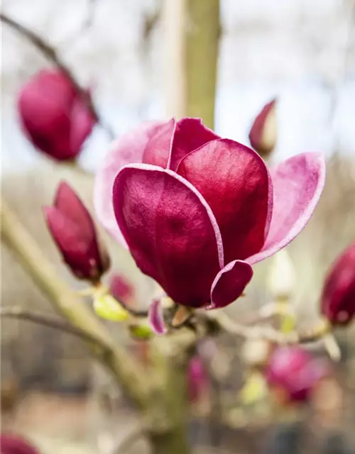 Magnolie 'Genie'®