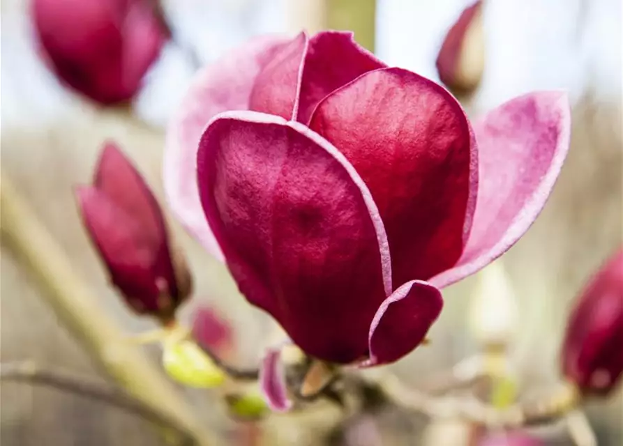 Magnolie 'Genie'®