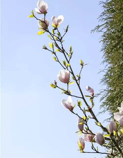 Magnolie 'Genie'®