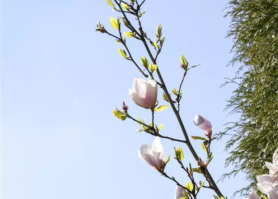 Magnolie 'Genie'®