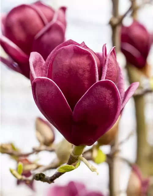 Magnolie 'Genie'®