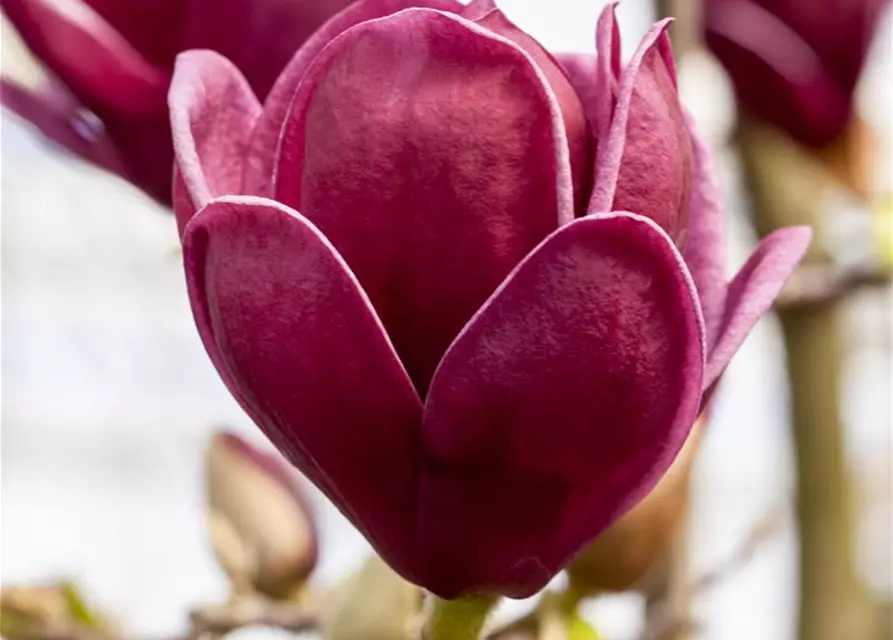 Magnolie 'Genie'®