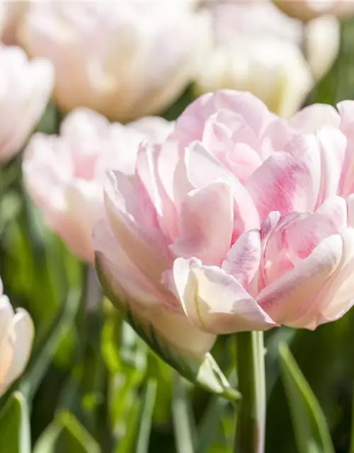 Paeonienblütige Tulpen