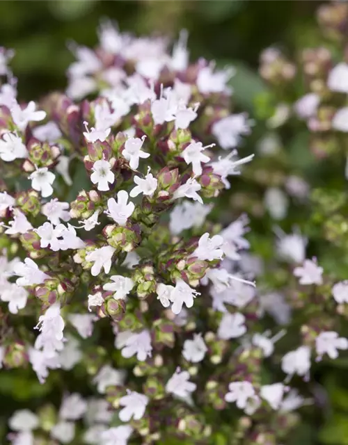 Origanum vulgare 'Compactum'