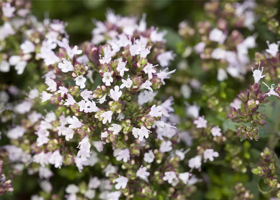 Origanum vulgare 'Compactum'