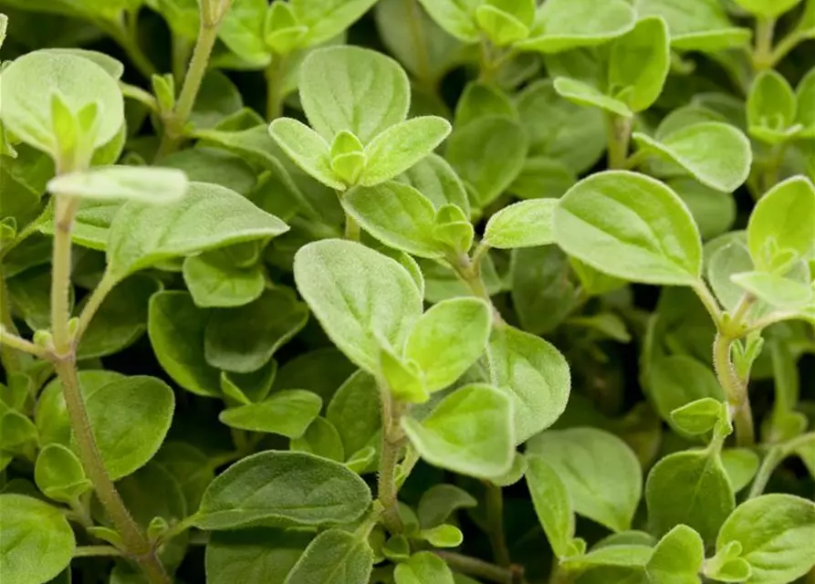 Origanum vulgare 'Compactum'