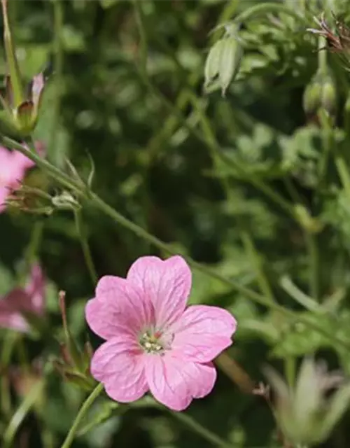 Oxford-Garten-Storchschnabel 'Wargrave Pink'