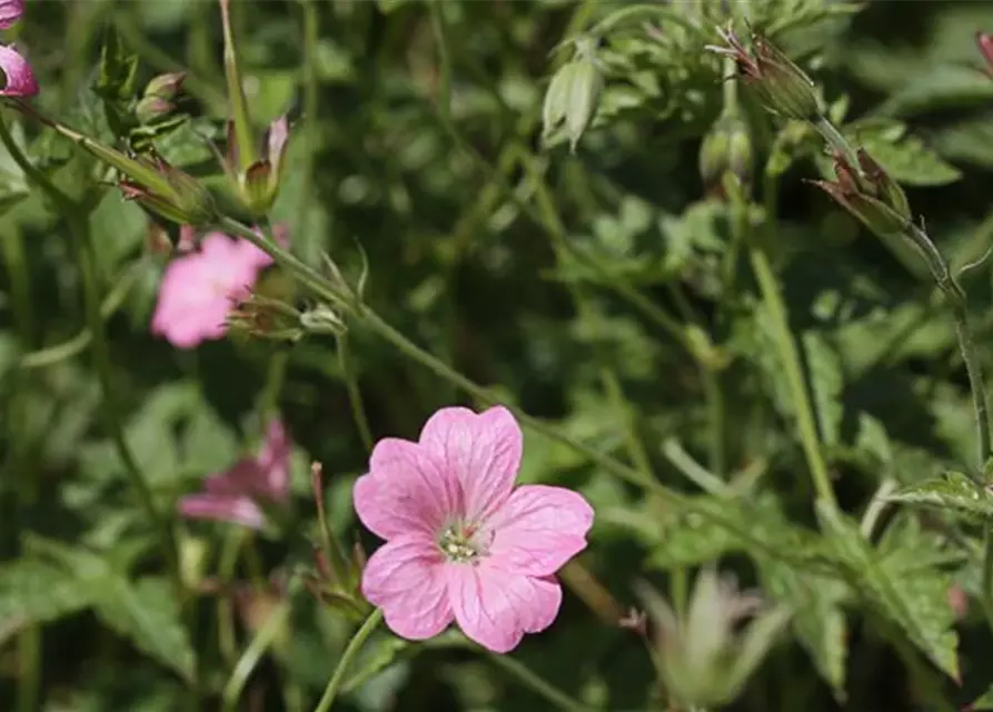 Oxford-Garten-Storchschnabel 'Wargrave Pink'