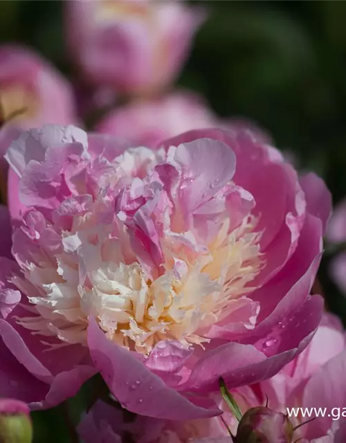 Paeonia lactiflora 'Bowl of Beauty'