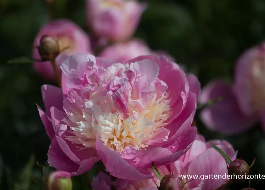 Paeonia lactiflora 'Bowl of Beauty'