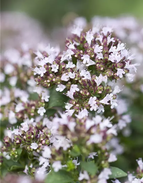 Origanum vulgare 'Compactum'