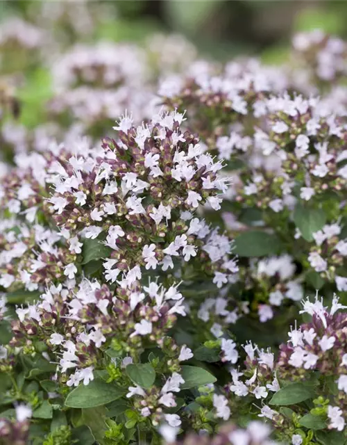 Origanum vulgare 'Compactum'