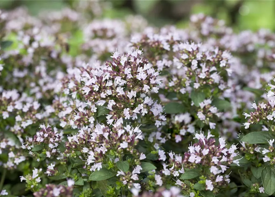 Origanum vulgare 'Compactum'