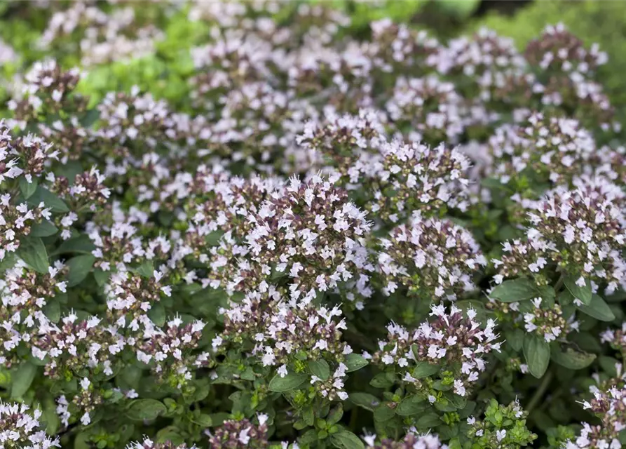 Origanum vulgare 'Compactum'