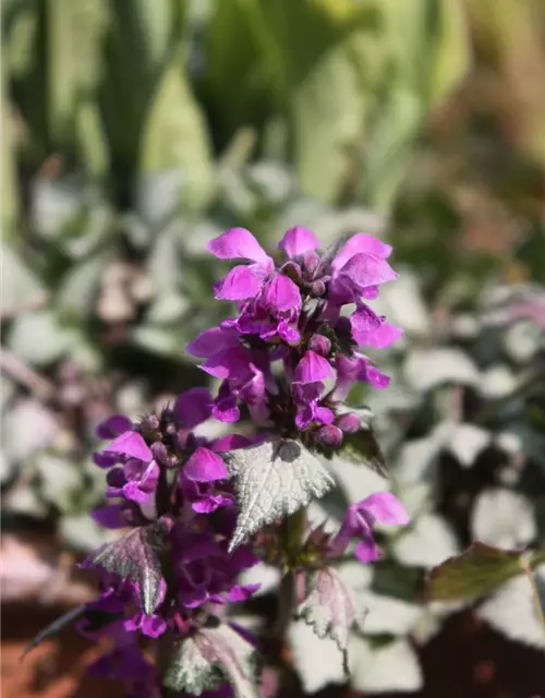 Lamium maculatum 'Red Nancy'