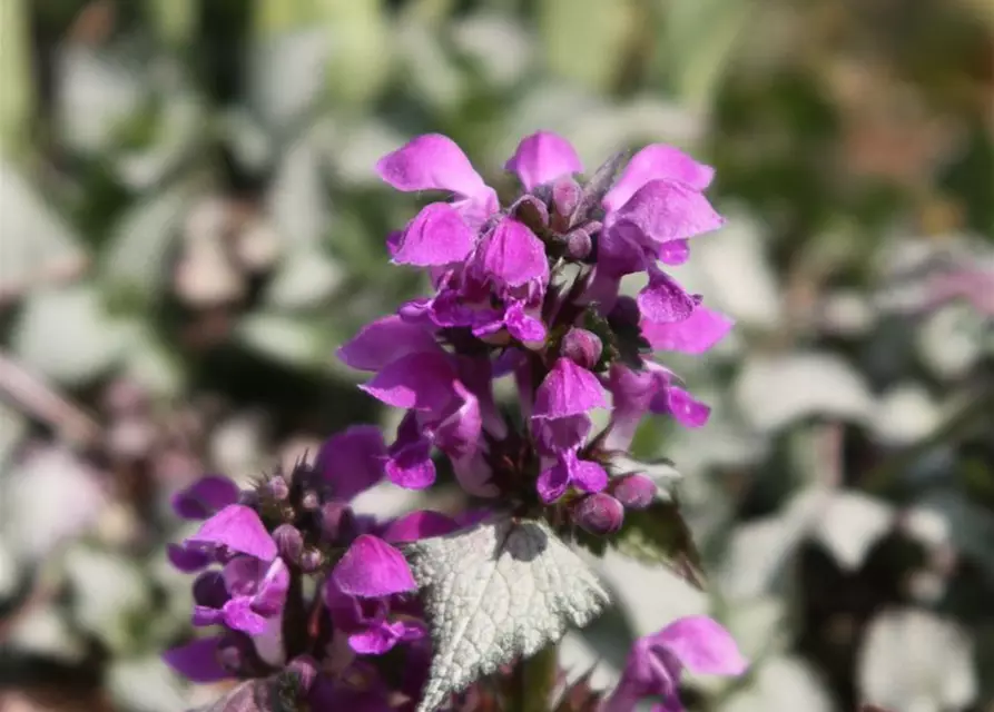 Lamium maculatum 'Red Nancy'