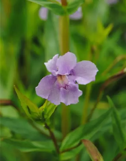 Offene Gauklerblume