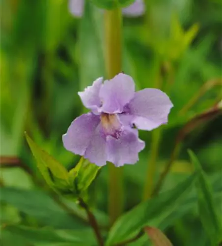 Offene Gauklerblume