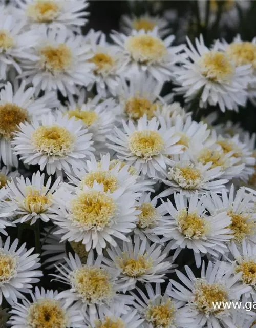 Niedrige Garten-Aster 'White'