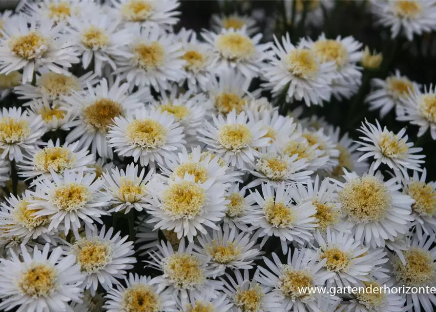 Niedrige Garten-Aster 'White'