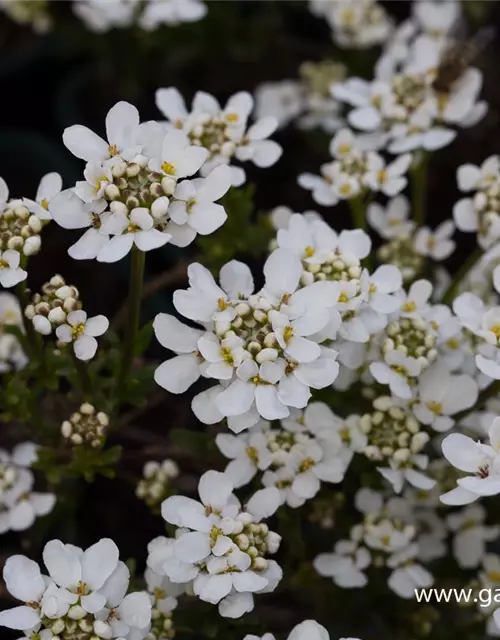 Iberis sempervirens 'Fischbeck'