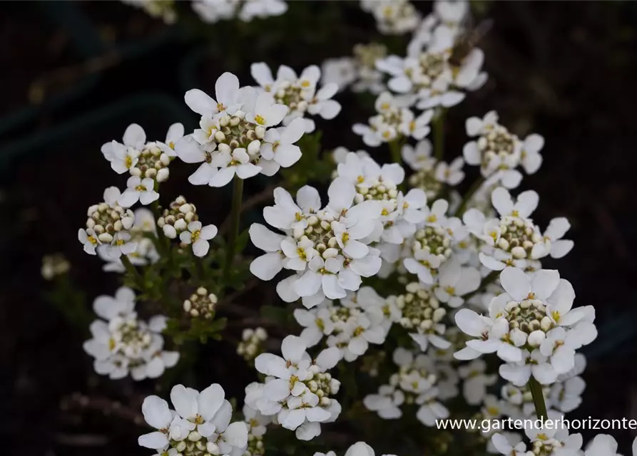 Iberis sempervirens 'Fischbeck'