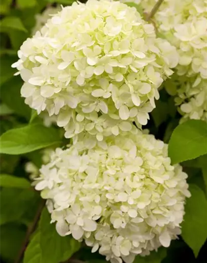 Rispenhortensie 'Limelight'(s)