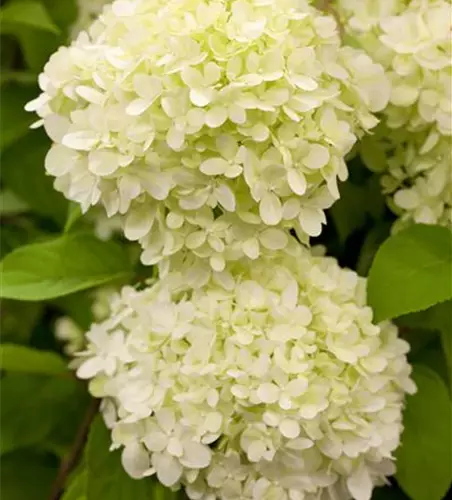 Rispenhortensie 'Limelight'(s)