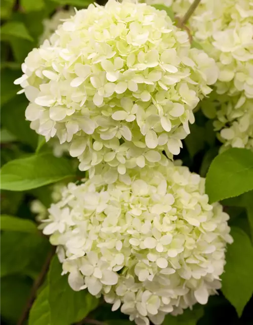 Rispenhortensie 'Limelight'(s)