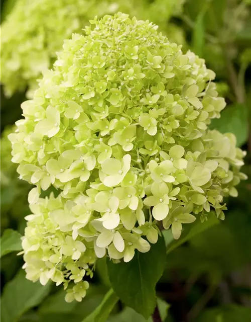 Rispenhortensie 'Limelight'(s)