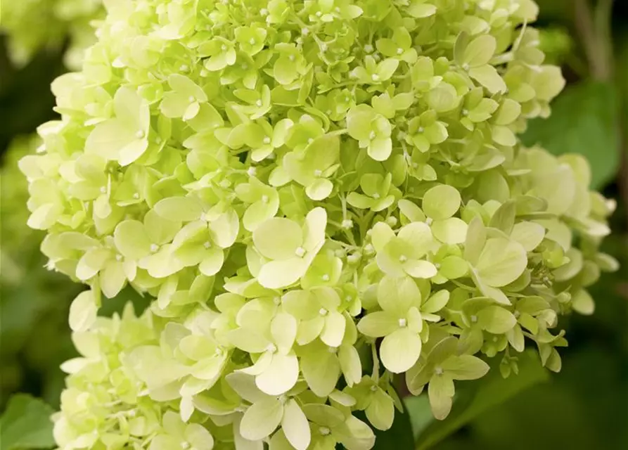 Rispenhortensie 'Limelight'(s)