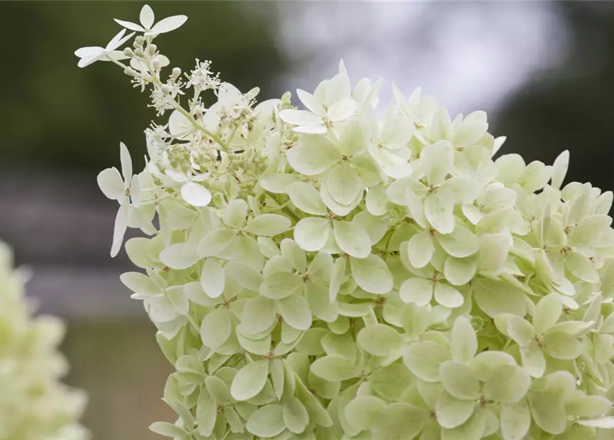 Rispenhortensie 'Limelight'(s)