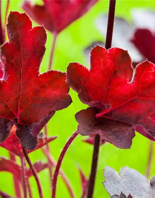 Purpurglöckchen 'Royal Ruby'