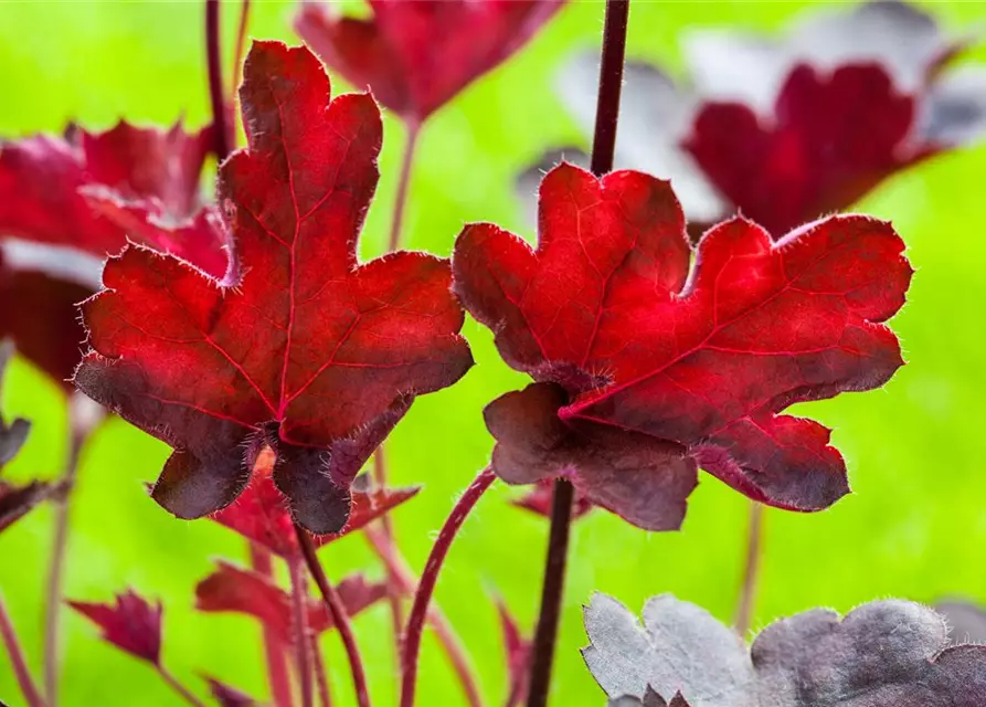 Purpurglöckchen 'Royal Ruby'