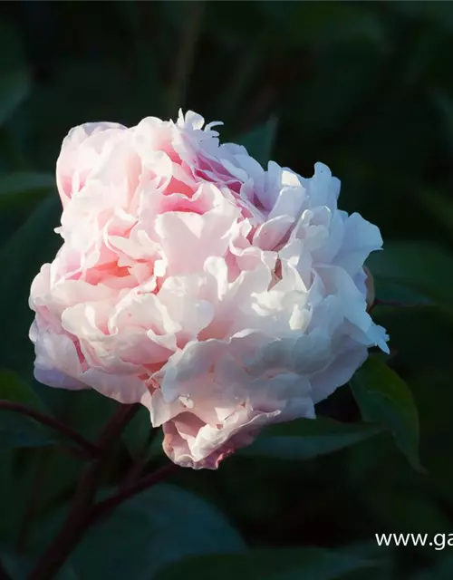 Paeonia lactiflora 'Catharina Fontijn'