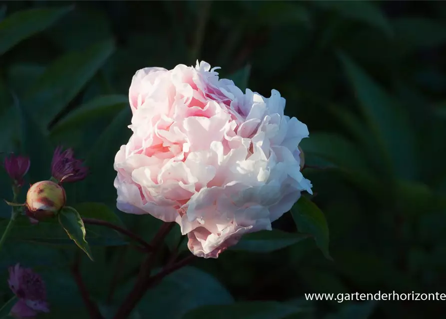 Paeonia lactiflora 'Catharina Fontijn'