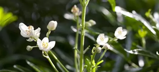 Orangenblume 'Brica'