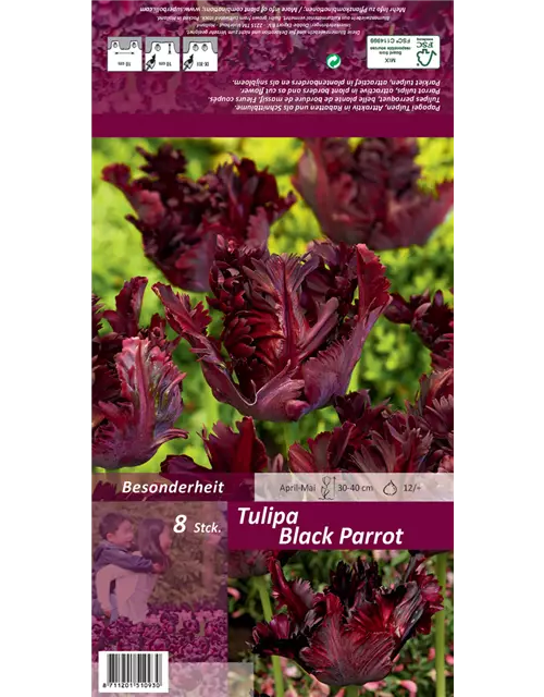 Papageien-Tulpe 'Black Parrot'