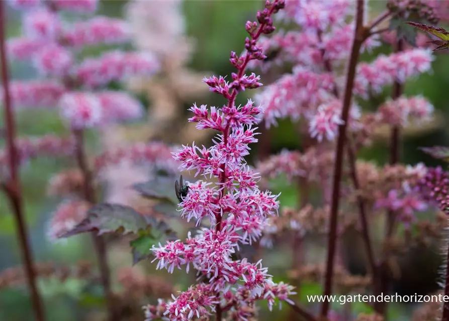 Garten-Prachtspiere 'Colour Flash'