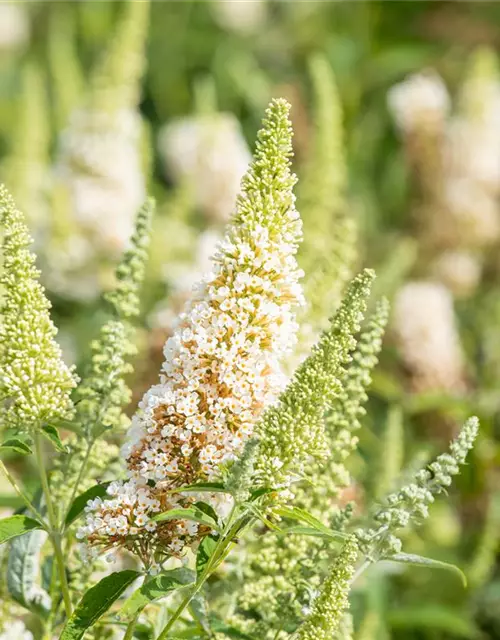 Schmetterlingsflieder BUZZ™ 'Ivory'