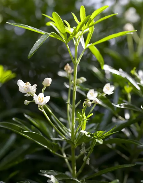 Orangenblume 'White Dazzler'