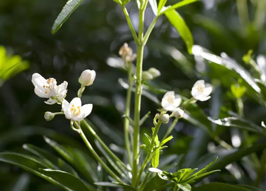 Orangenblume 'White Dazzler'