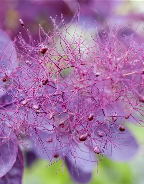 Roter Perückenstrauch 'Royal Purple'